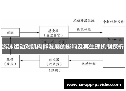 游泳运动对肌肉群发展的影响及其生理机制探析